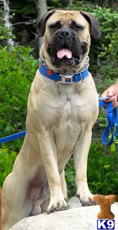 Bullmastiff stud dog