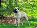Bullmastiff stud dog: Fawn Bullmastiff standing outdoors near a tree