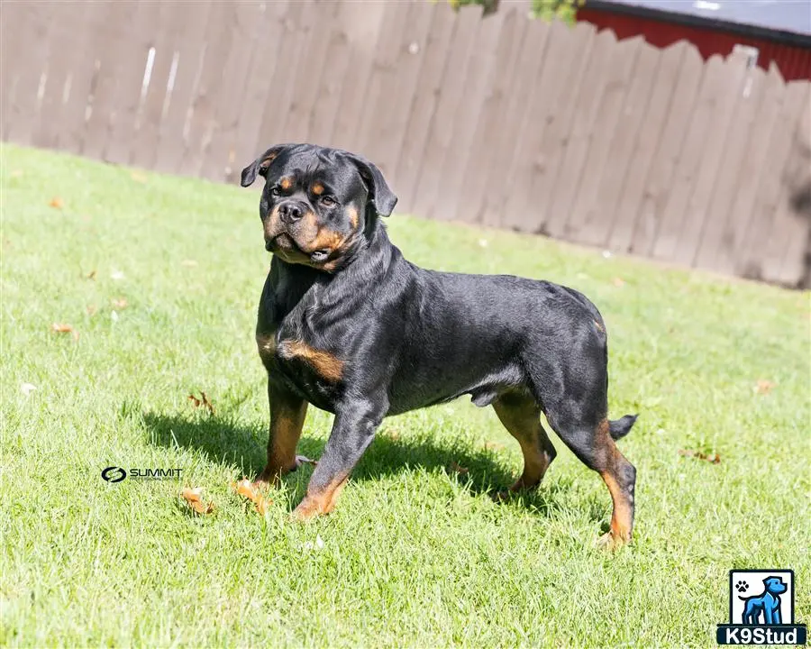 Rottweiler stud dog: a rottweiler dog standing in a grassy area