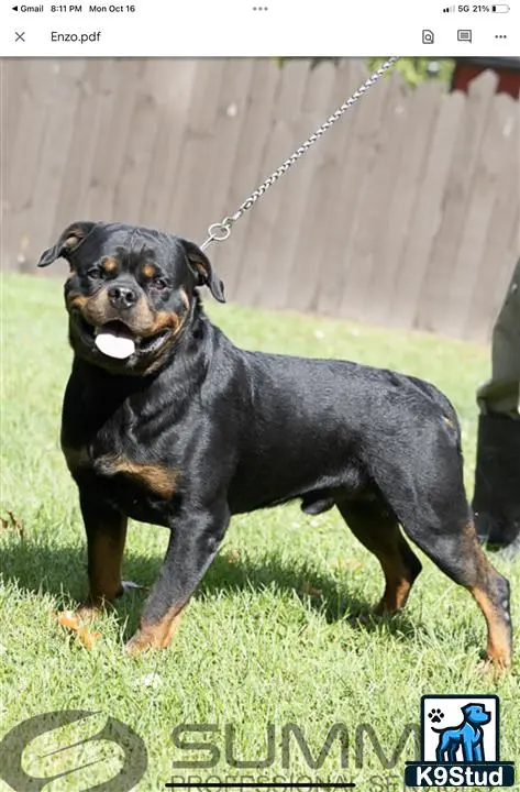 Rottweiler stud dog: a rottweiler dog on a leash