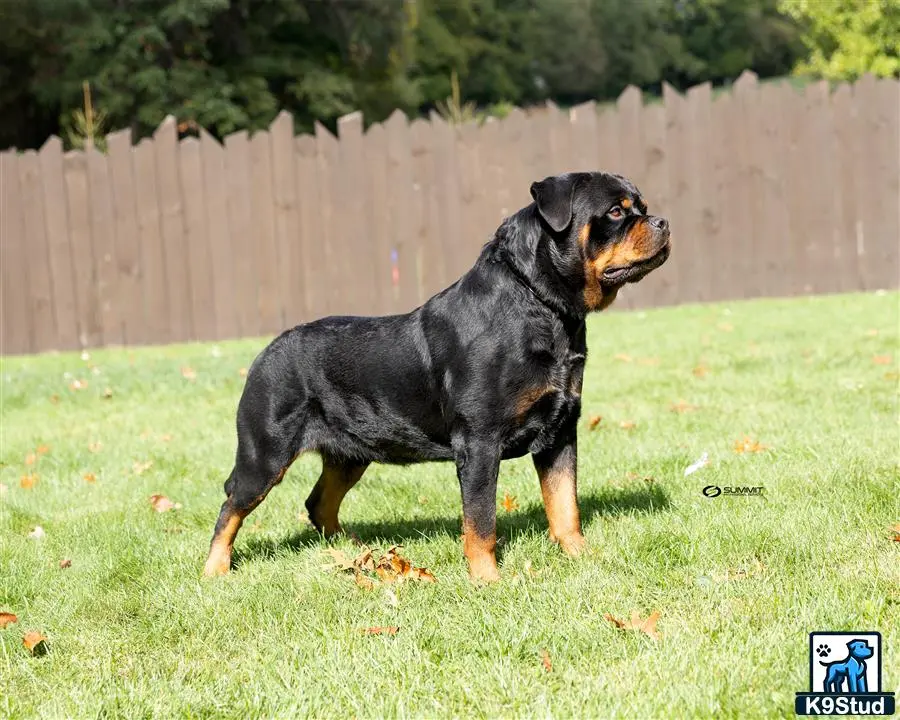 Rottweiler stud dog: a rottweiler dog standing in a yard