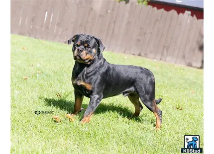 Rottweiler stud dog: a rottweiler dog standing in a grassy area