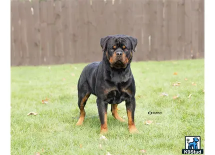 Rottweiler stud dog: a rottweiler dog standing in a yard