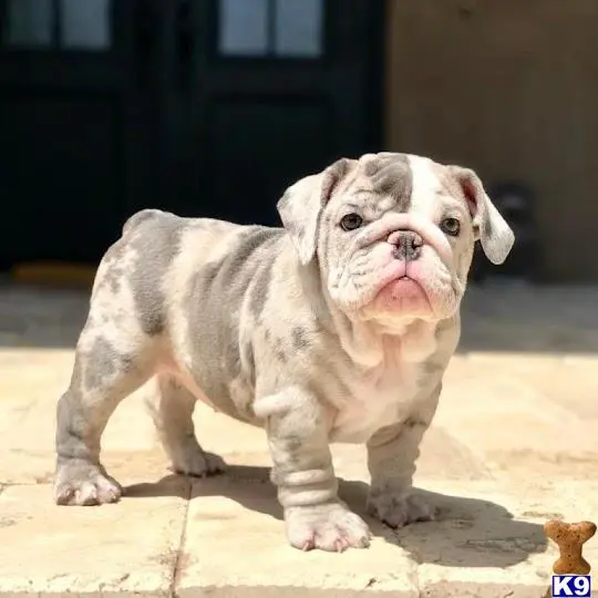 Bulldog puppy for sale