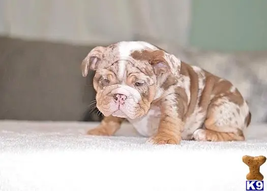 Bulldog puppy for sale
