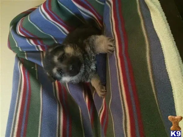 German Shepherd puppy for sale