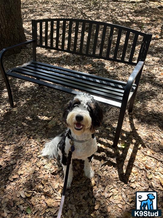 a bernedoodle dog on a leash standing next to a bench