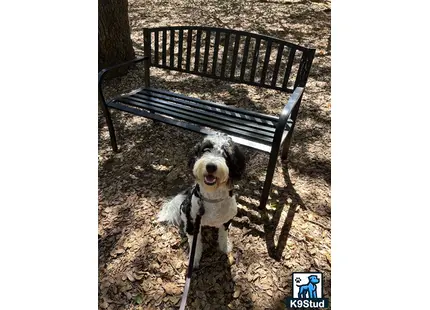 a bernedoodle dog on a leash standing next to a bench