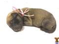 mastiff puppy posted by mastiffmommy