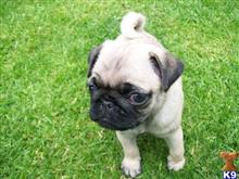 pug puppy posted by mathjco
