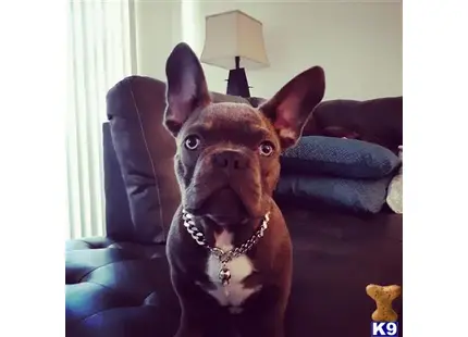 French Bulldog