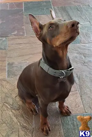 Doberman Pinscher