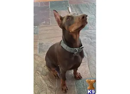 Doberman Pinscher