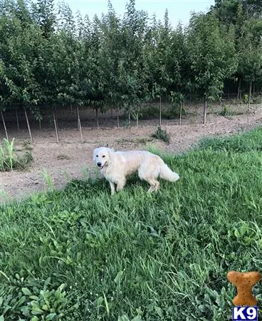 Golden Retriever stud dog