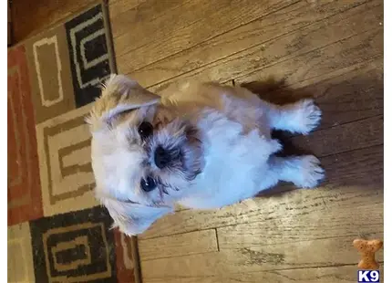 Shih Tzu