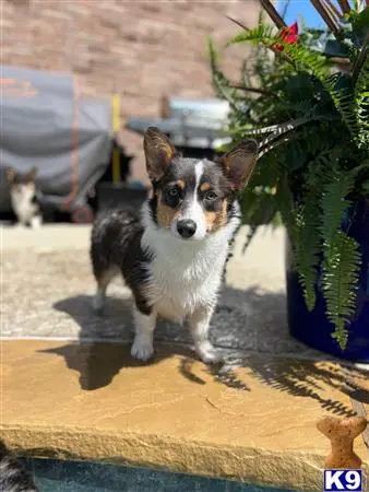 Pembroke Welsh Corgi female dog