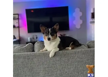 Pembroke Welsh Corgi