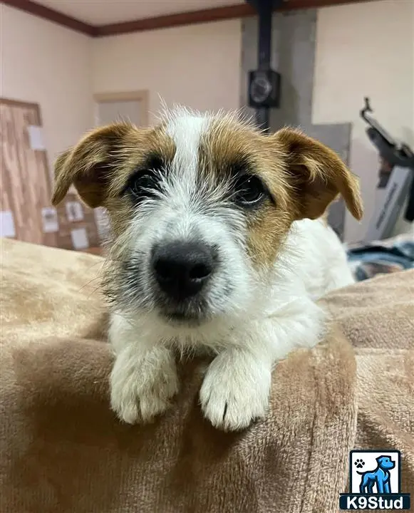 Jack Russell Terrier