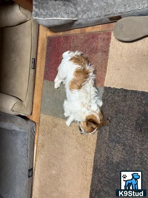 Jack Russell Terrier female dog