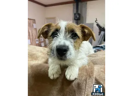 Jack Russell Terrier