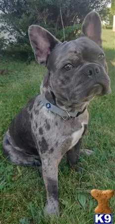 French Bulldog stud dog: a french bulldog dog standing in grass