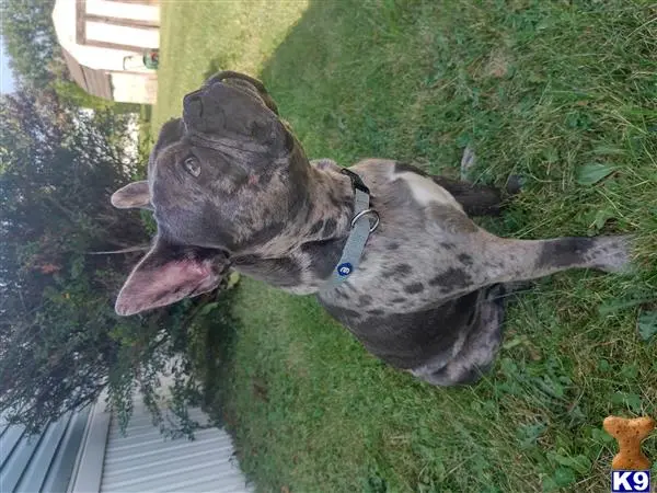 French Bulldog stud dog: a french bulldog dog standing in grass