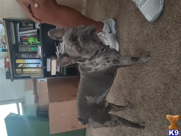 French Bulldog stud dog: a french bulldog dog sitting on the floor