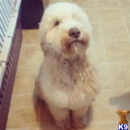 Labradoodle stud dog: a labradoodle dog sitting on the floor