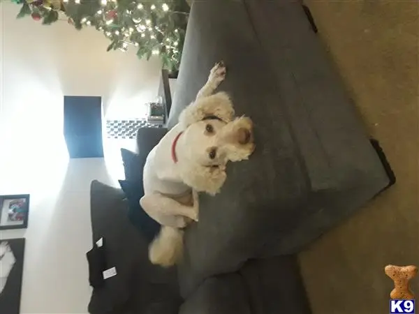 Labradoodle stud dog: a stuffed animal on a chair