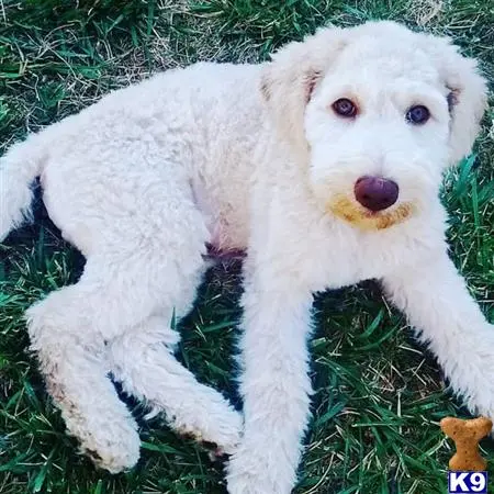 Labradoodle stud dog: a white labradoodle dog lying on grass