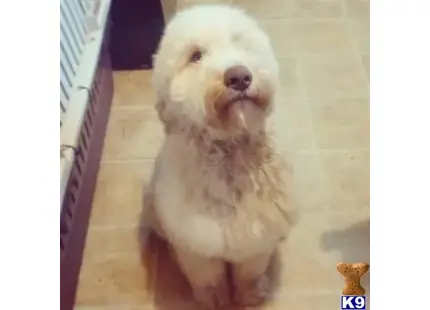 Labradoodle stud dog: a labradoodle dog sitting on the floor