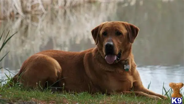 Labrador Retriever stud dog: a labrador retriever dog lying in the grass