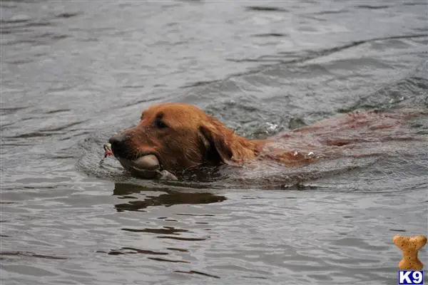 Labrador Retriever stud dog: a labrador retriever dog swimming in water