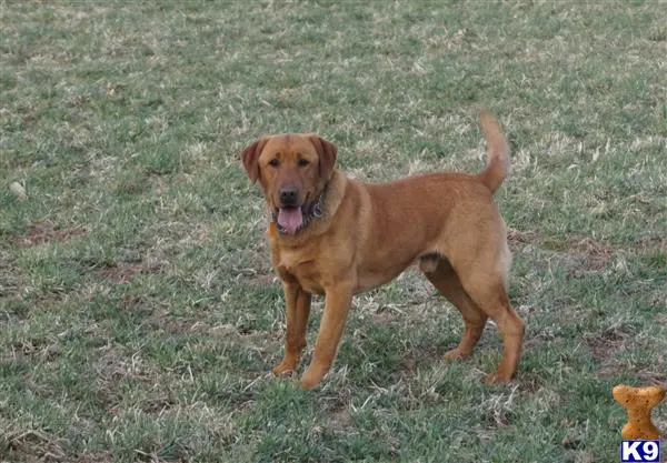 Labrador Retriever stud dog: a labrador retriever dog standing in a grassy area
