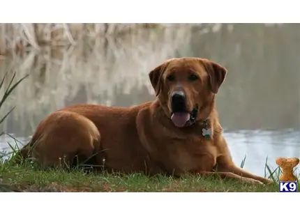 Labrador Retriever stud dog: a labrador retriever dog lying in the grass