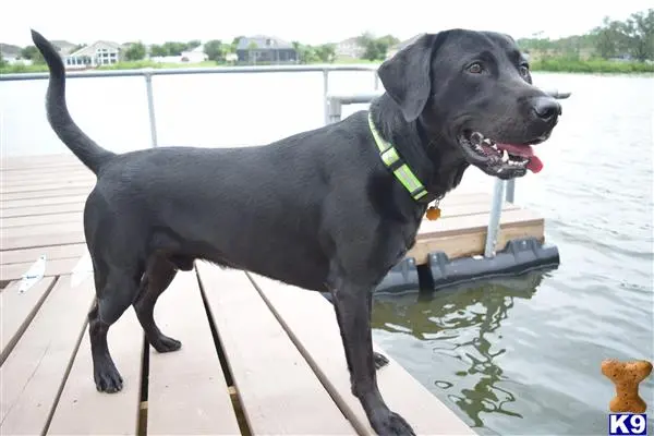 Labrador Retriever stud dog