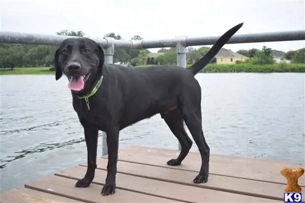 Labrador Retriever stud dog