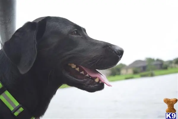 Labrador Retriever stud dog