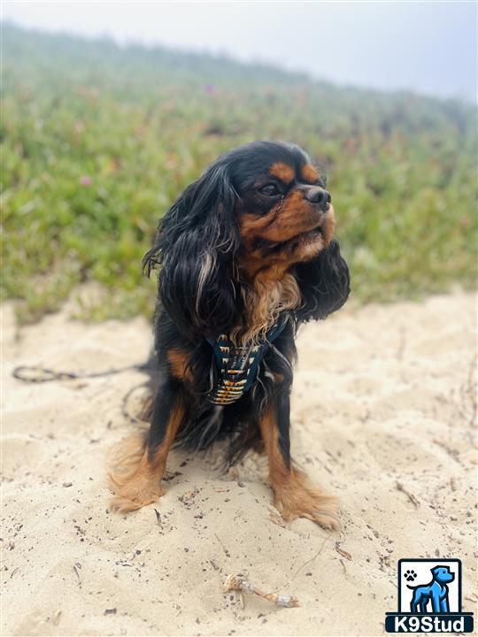 a cavalier king charles spaniel dog sitting on sand