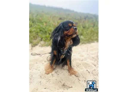 a cavalier king charles spaniel dog sitting on sand
