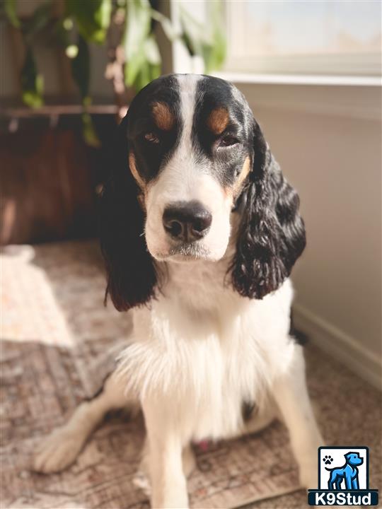 a english springer spaniel dog sitting on a couch