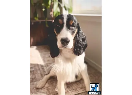 a english springer spaniel dog sitting on a couch