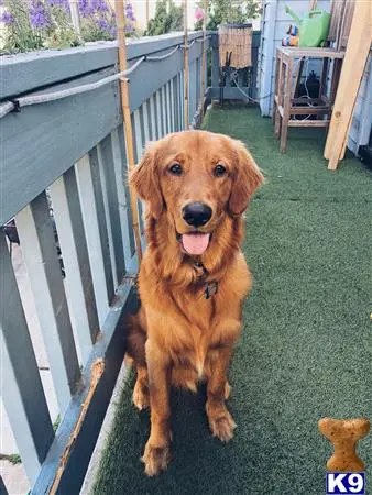 Golden Retriever stud dog