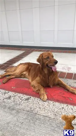 Golden Retriever stud dog