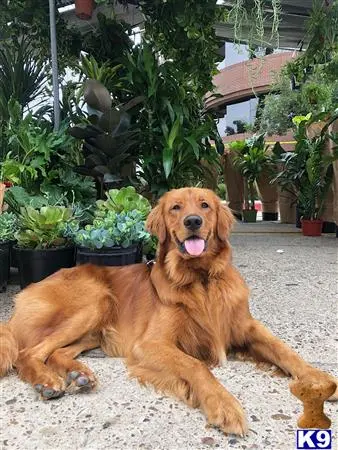 Golden Retriever stud dog