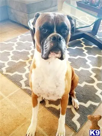 Boxer stud dog