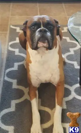 Boxer stud dog