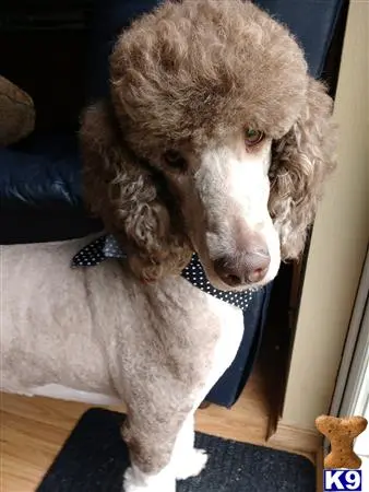 Poodle stud dog