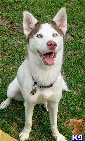 Siberian Husky female dog