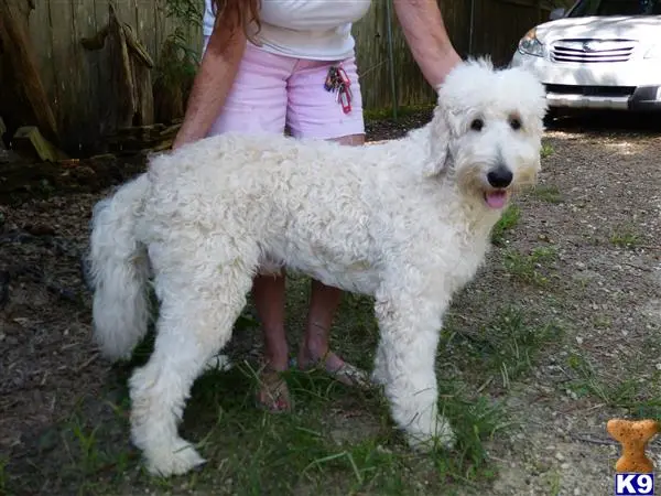 Goldendoodles stud dog: a person holding a goldendoodles dog